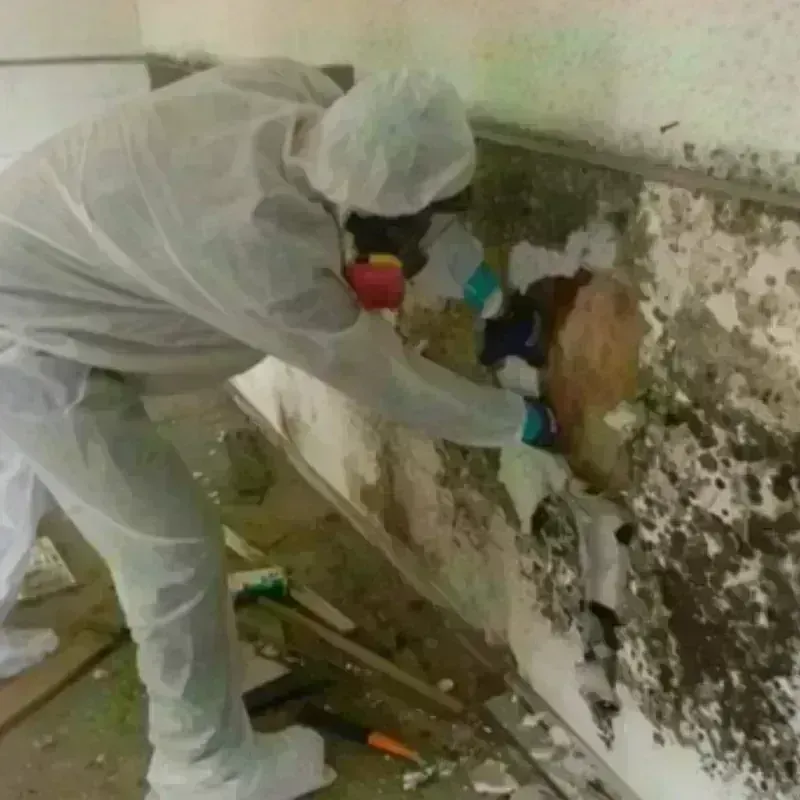 Mold Remediation and Removal in Roseland, CA